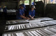 Thanh Hóa: Tăng cường các biện pháp phát triển ngành cao su 
